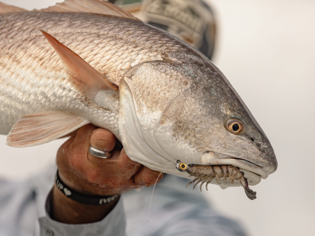 redfish caught on a shrimp lure