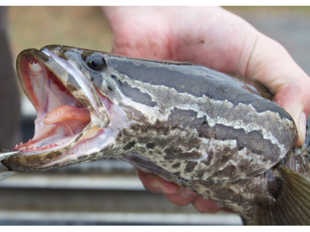 Northern snakehead fish. Chesapeake Channa