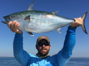 large false albacore