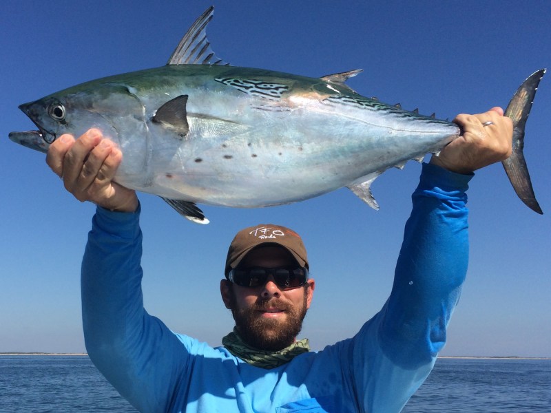 Albie-Buffalo large false albacore