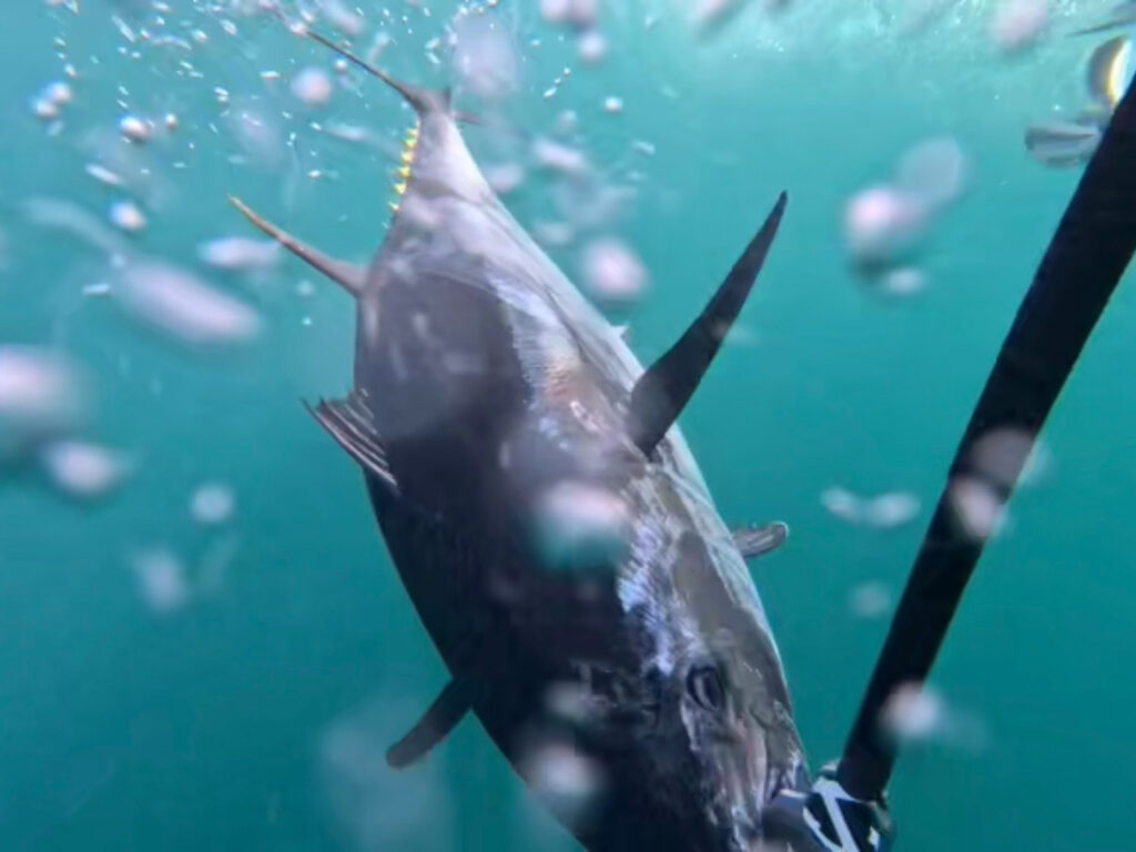 Atlantic bluefin tuna