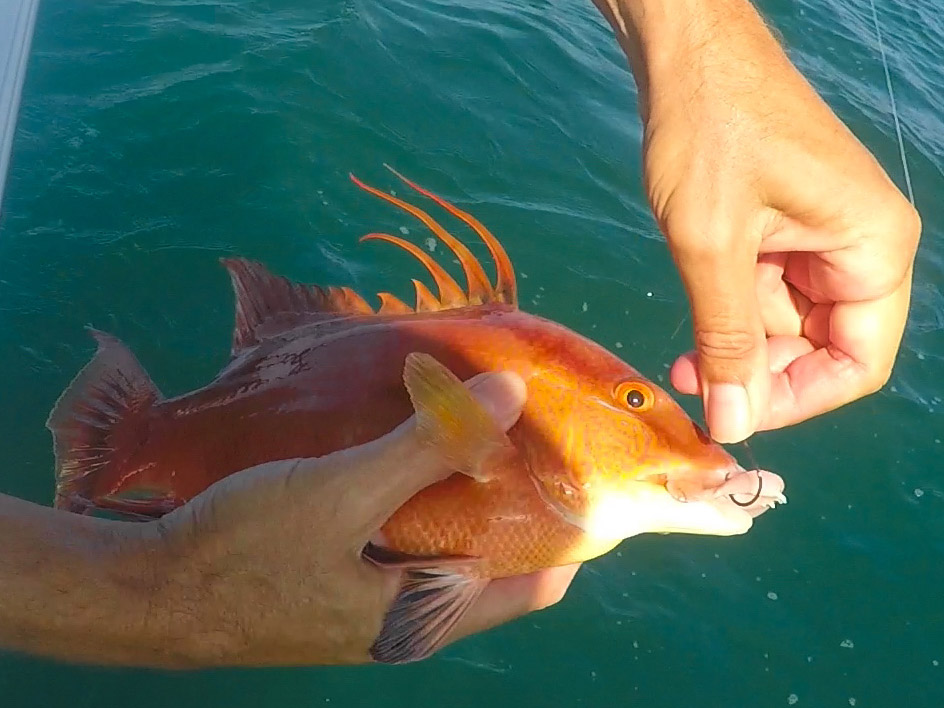 female hogfish