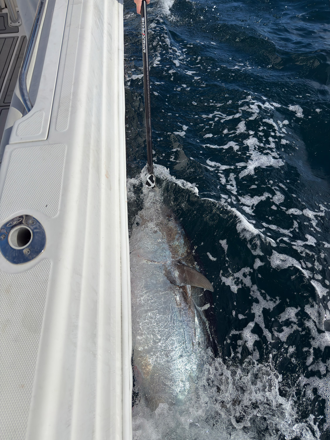 Bluefijn Atlantic Bluefin Tuna Anglers Needed for Study