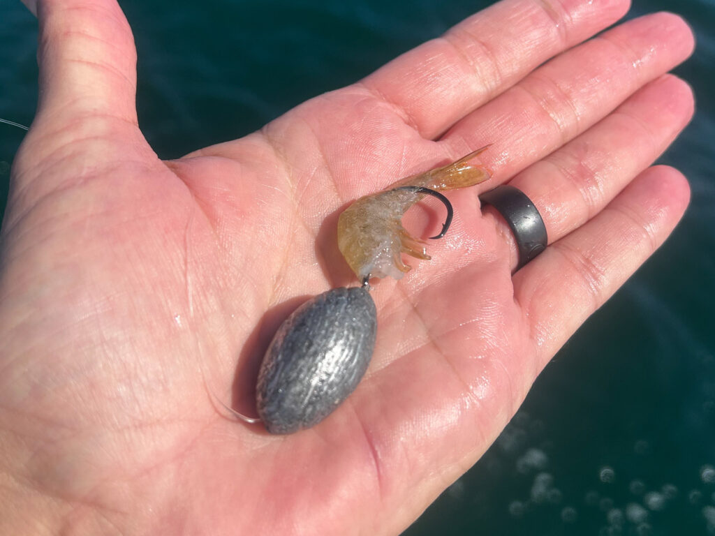 hogfish rig for fishing