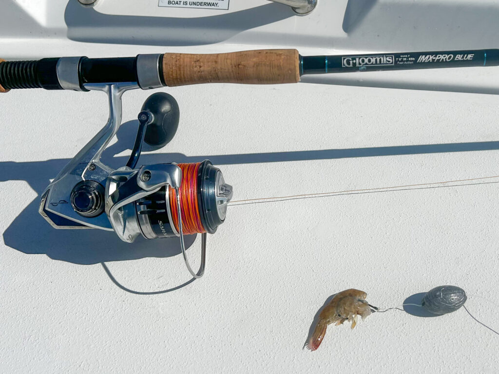 Hogfish gear