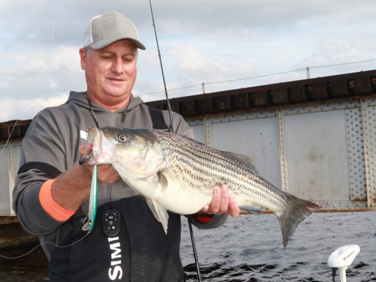Jacksonville striped bass