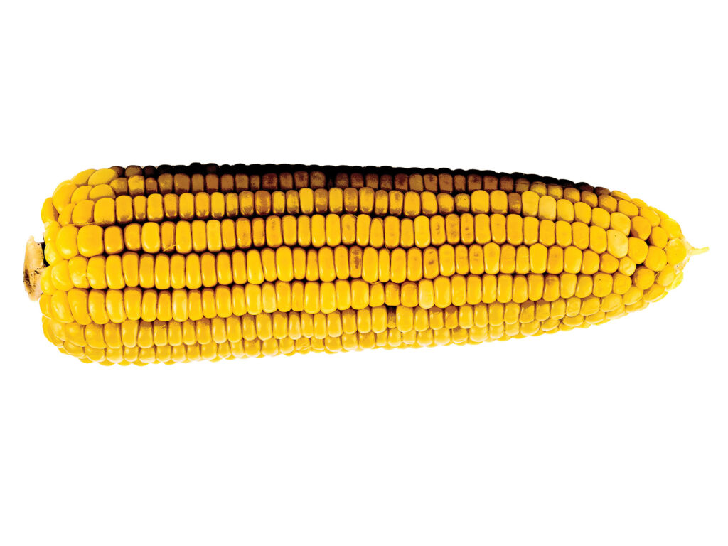 Corn is being used for eco fuels