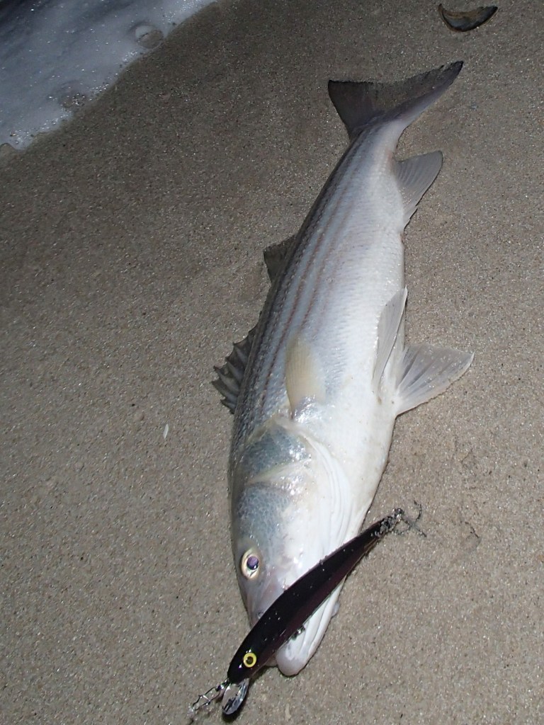 Striped bass at night surf fishing