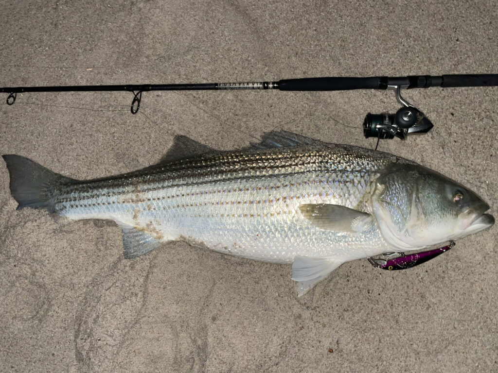 Striped bass on the beach at night