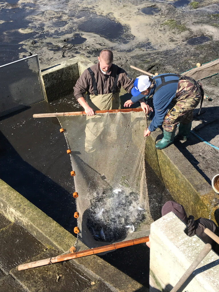 Walaka National Fish Hatchery striped bass