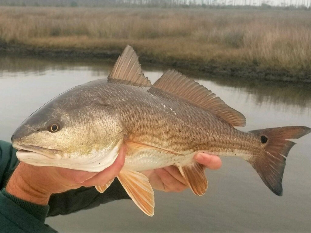 Winter redfish in North Carolina