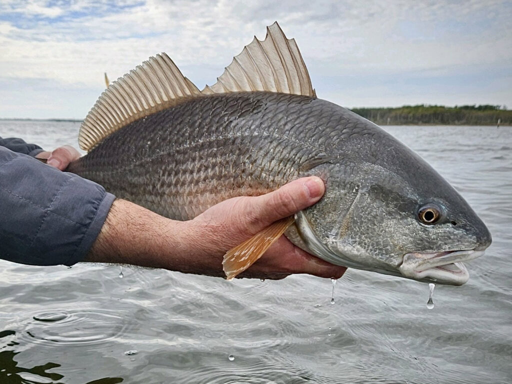 Shallow-water winter redfish in North Carolina
