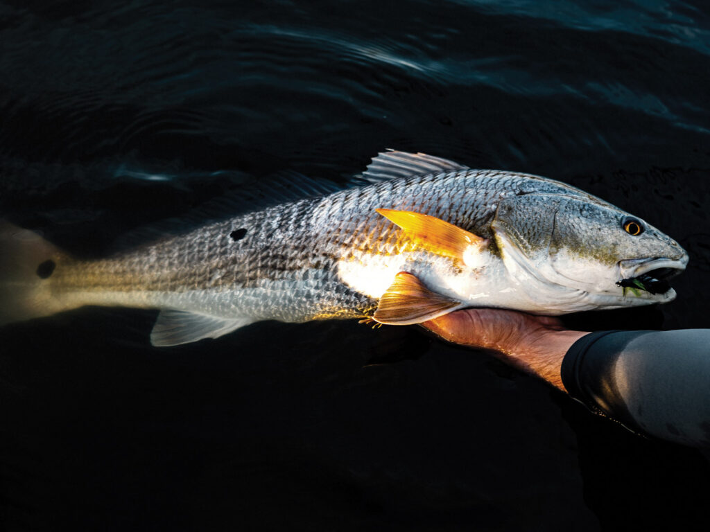 Redfish