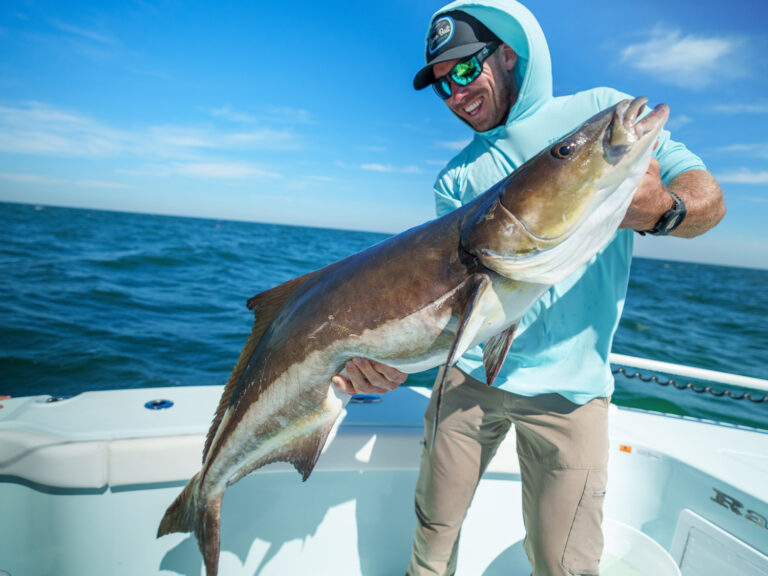 Cobia fish