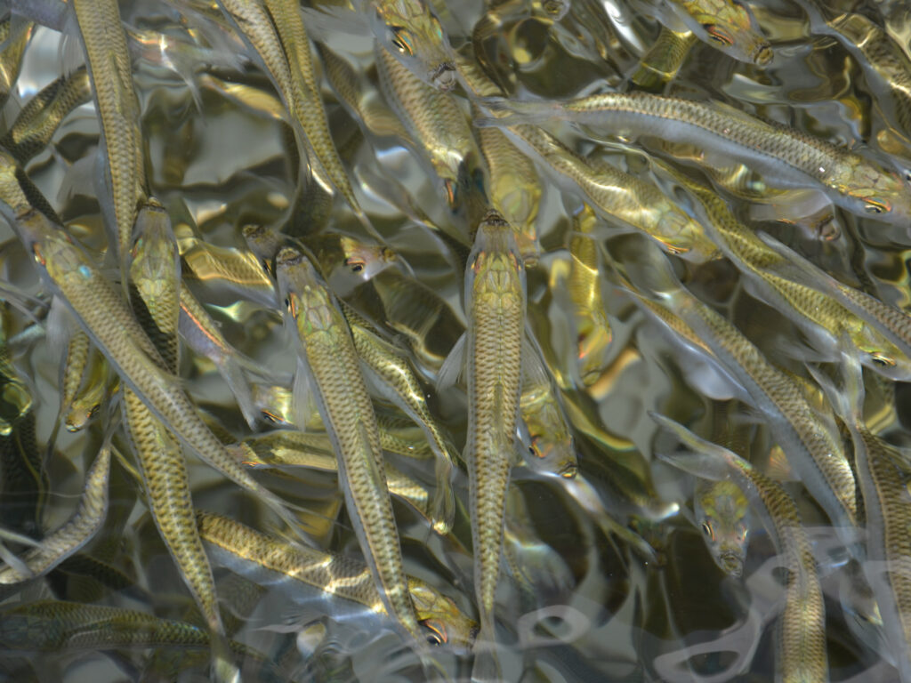 pilchards (scaled sardines)