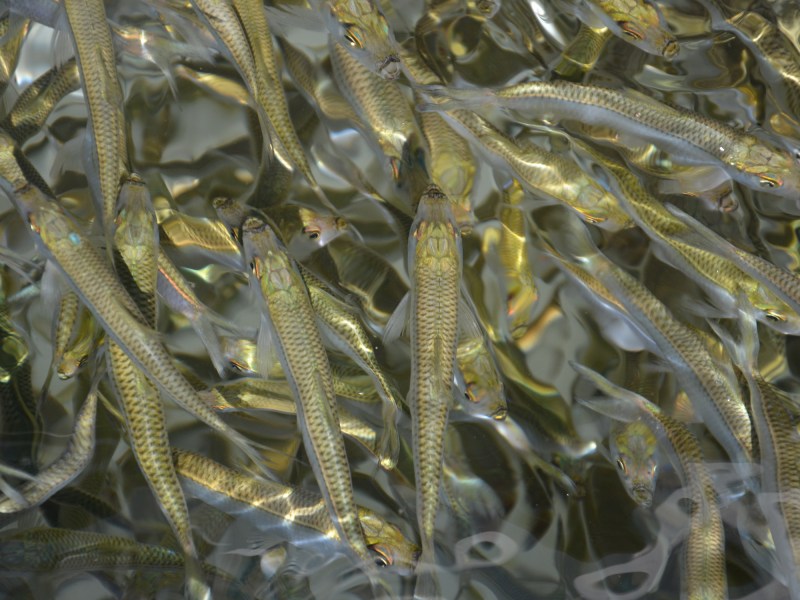 pilchards (scaled sardines)