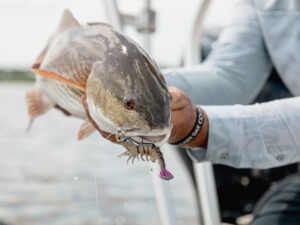 Redfish caught on a saltwater fishing lure.