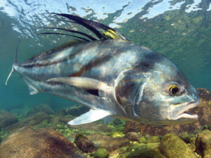 Roosterfish in Baja