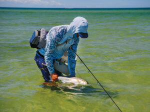 Striped bass off Cape Cod