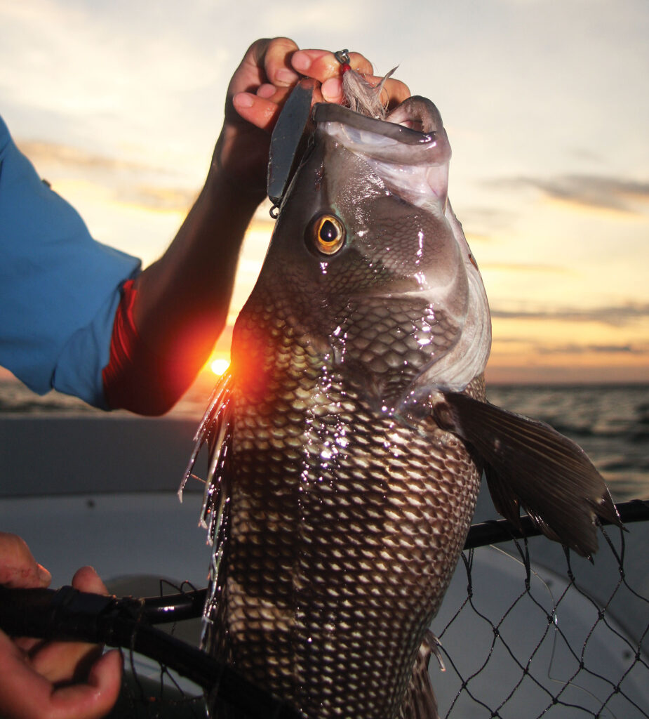 Black sea bass in Cape Cod