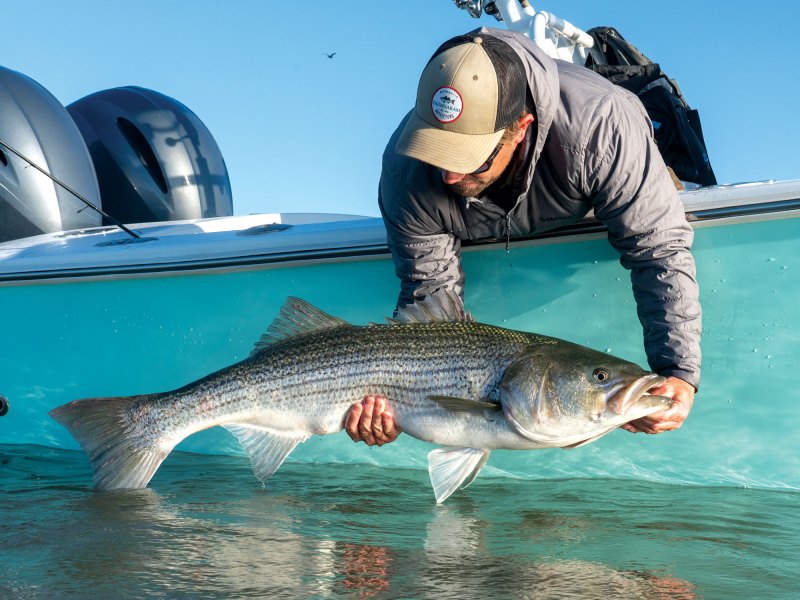 Striped bass at the boat