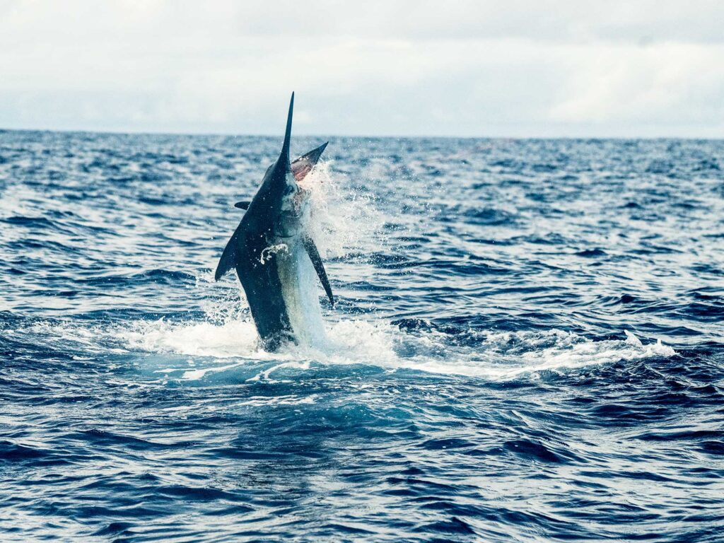 Billfish off Costa Rica