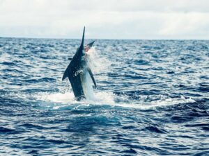 Billfish off Costa Rica