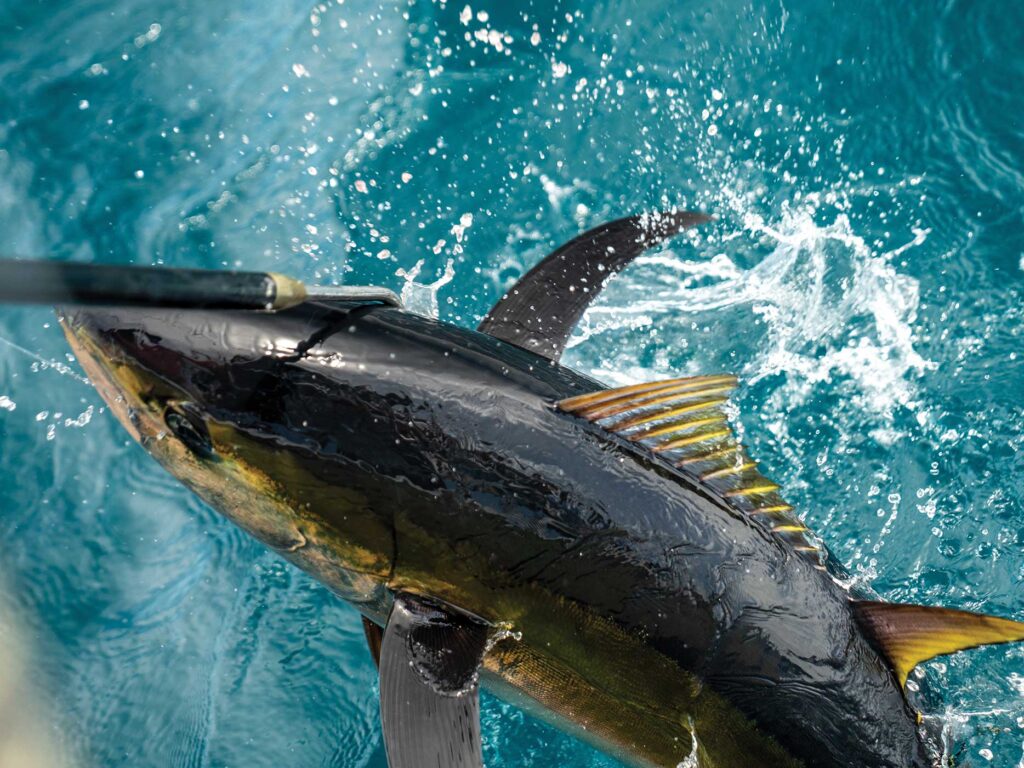 Tuna caught in Costa Rica