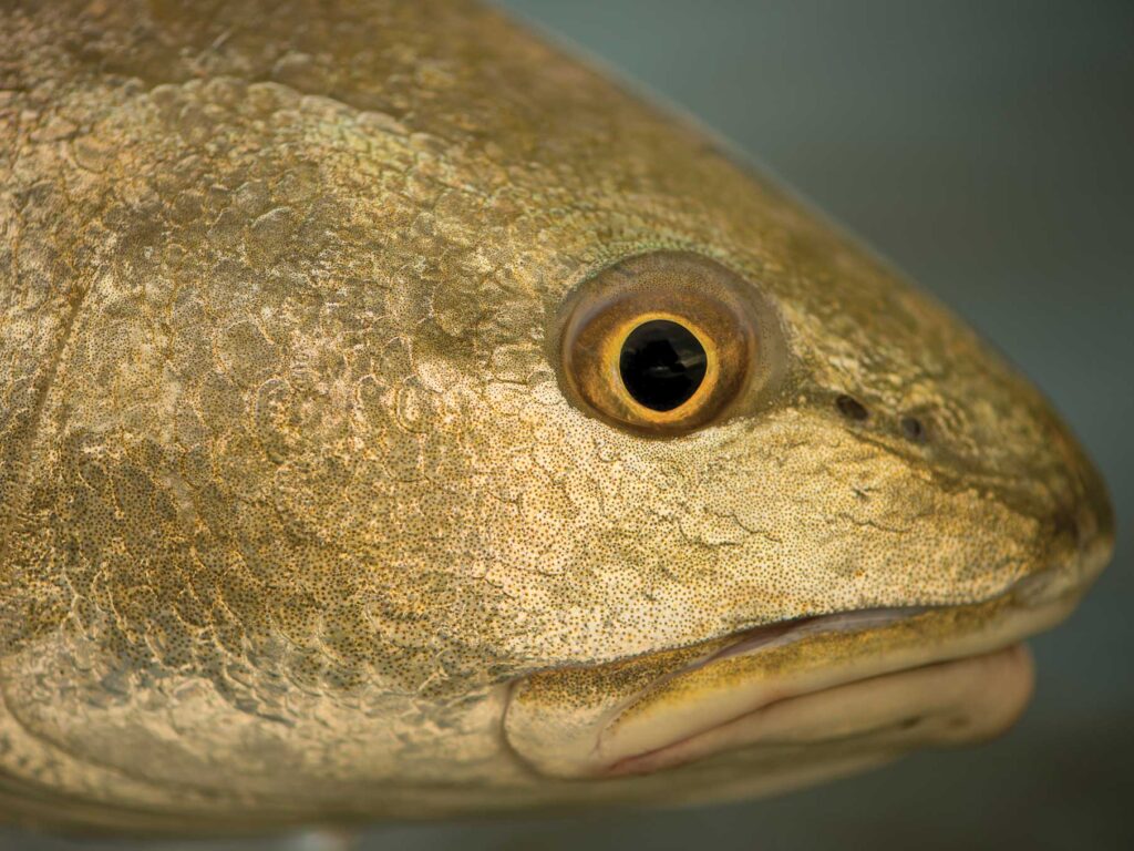 Redfish caught in Louisiana