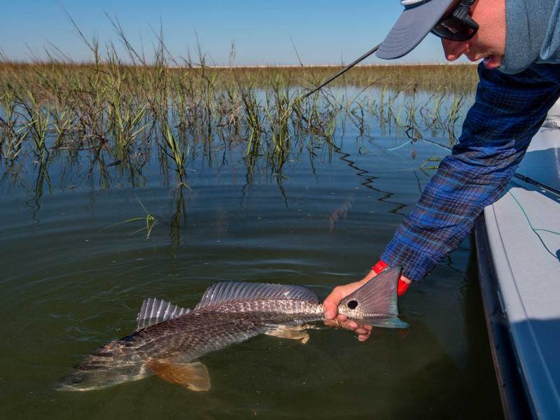 SPF1225-TAA-Gulf-Coast-5 Redfish caught in the Chandeleur Islands