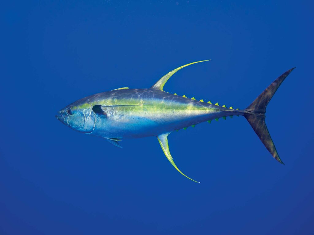 Yellowfin tuna in the Gulf