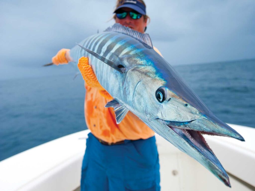 Wahoo caught in the Gulf
