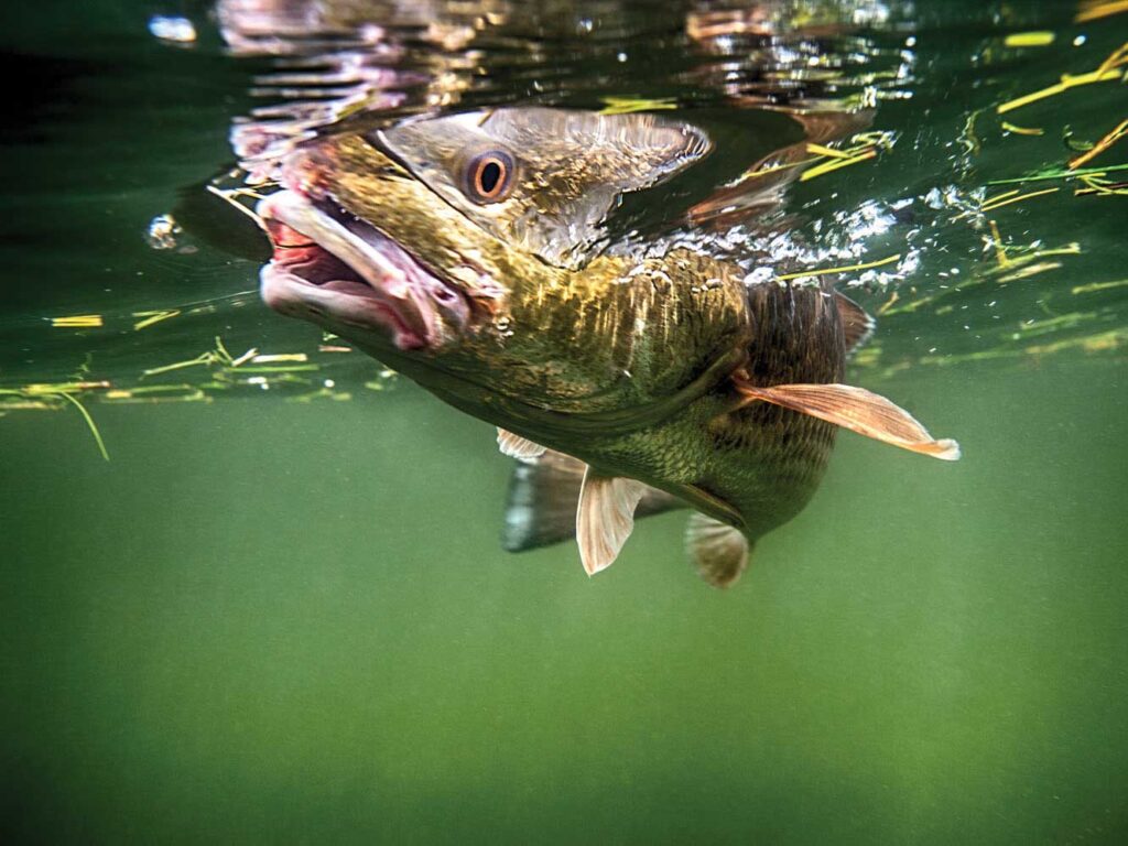 Large redfish in the Gulf