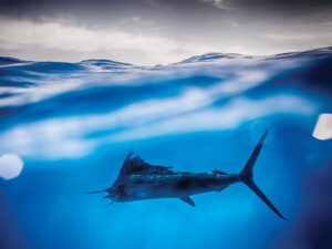 Winter sailfish in the Florida Keys