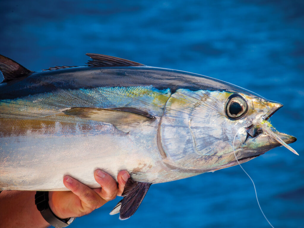 Blackfin tuna in the Keys