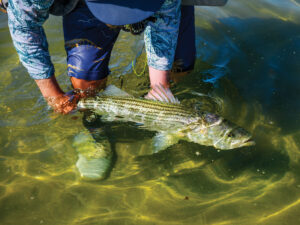 Mid-Atlantic striped bass