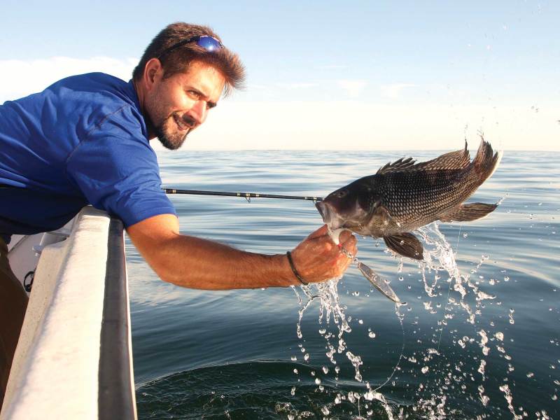 Black sea bass in the Mid-Atlantic