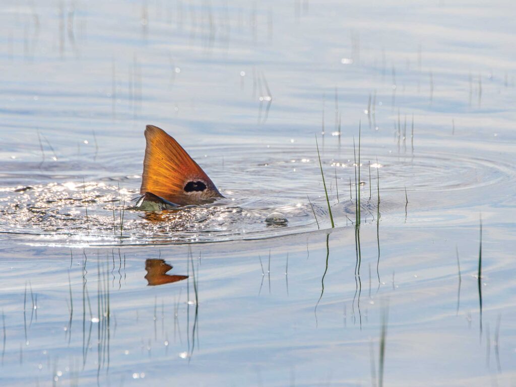 Crystal Coast redfish