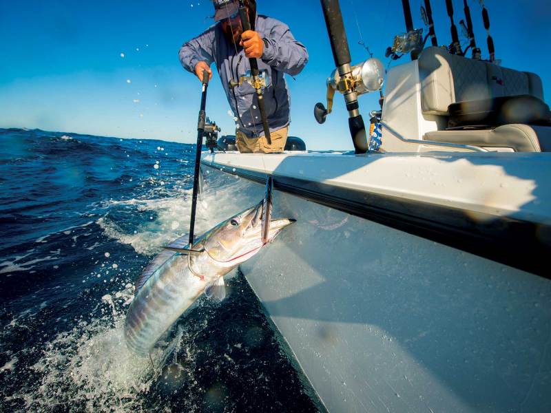 Wahoo off Cape Hatteras