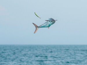 Kingfish jumping out of the water