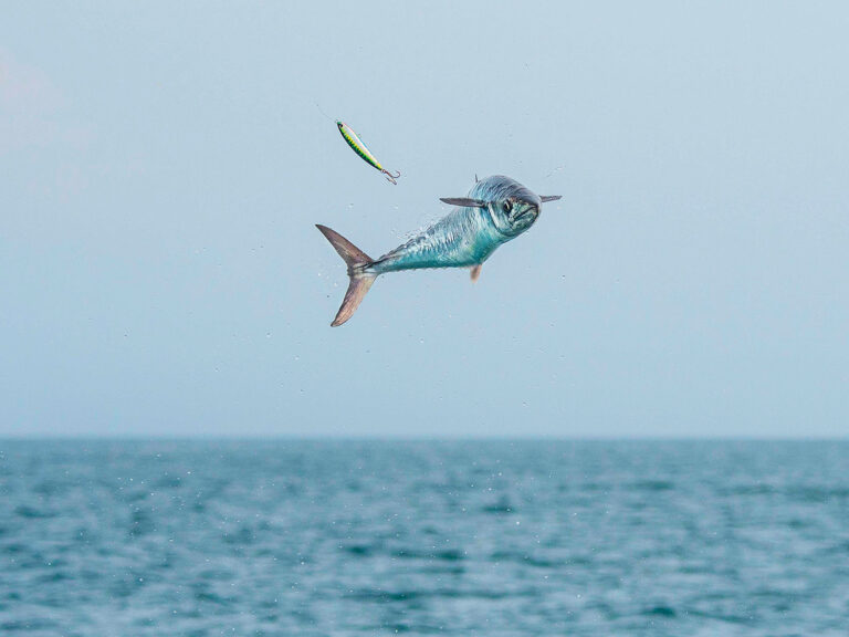Kingfish jumping out of the water