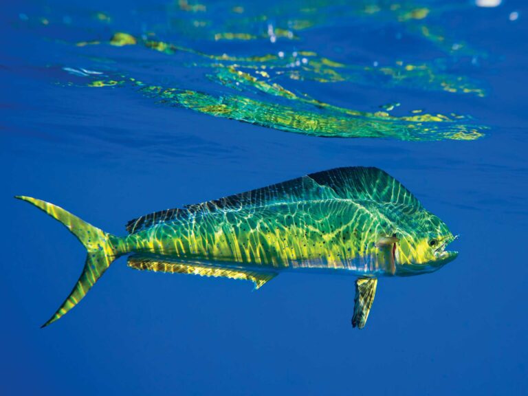 Mahi in SoCal