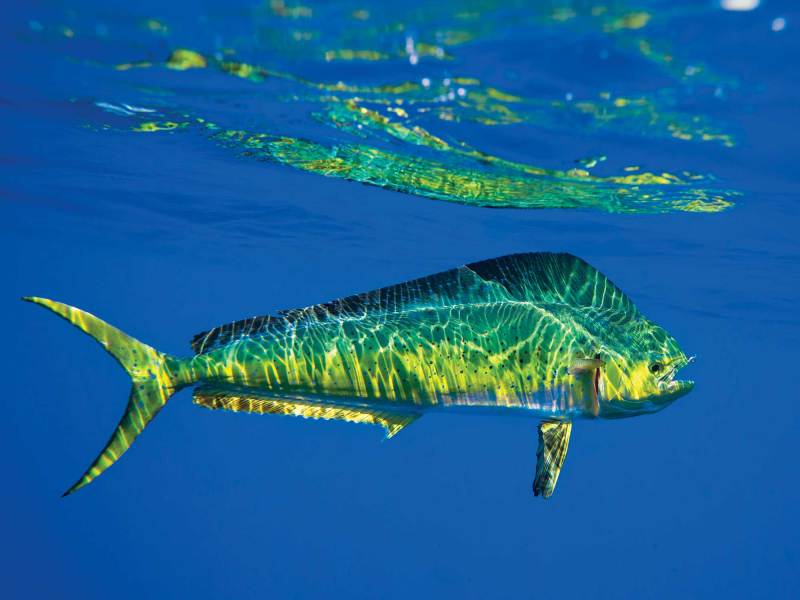 SPF1225-TAA-SoCal-1 Mahi in SoCal
