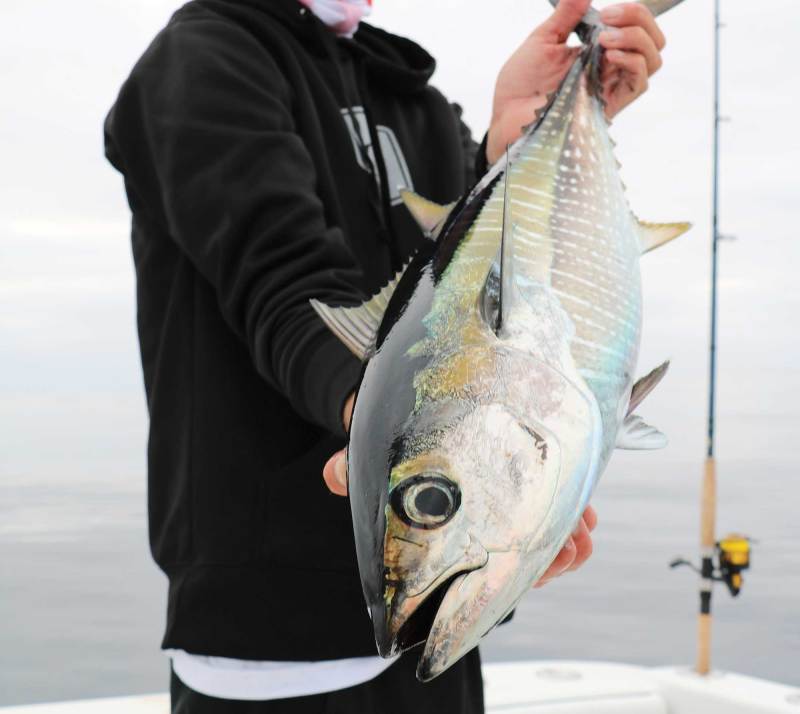 Tuna caught in SoCal