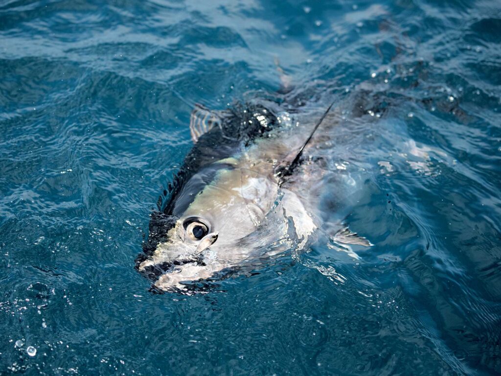 Bluefin tuna caught off Santa Catalina