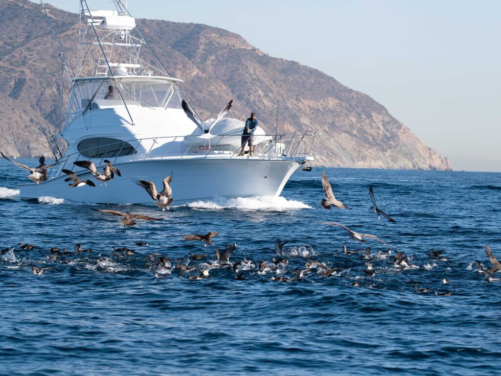 Birds on a school of tuna