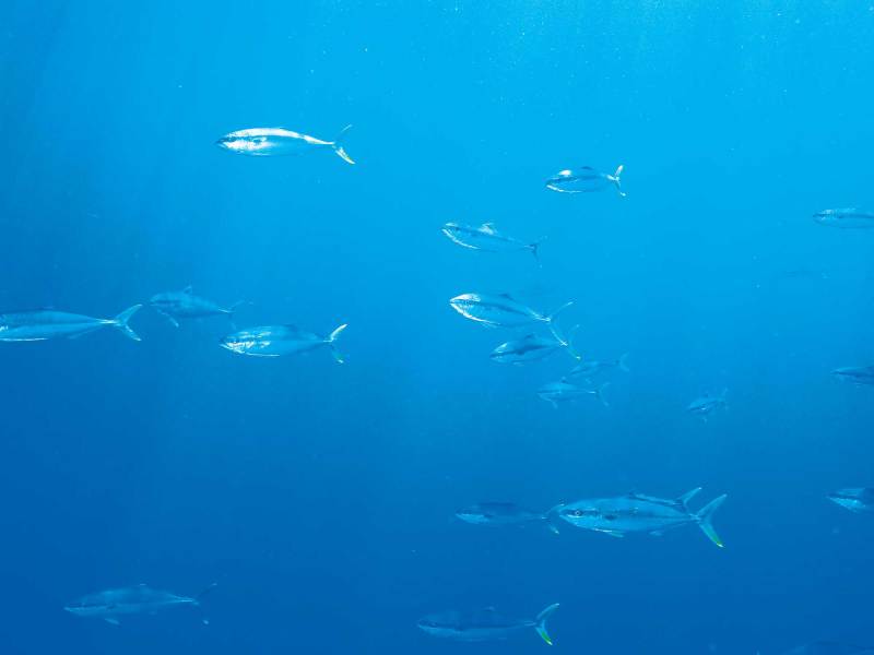 California yellowtail offshore