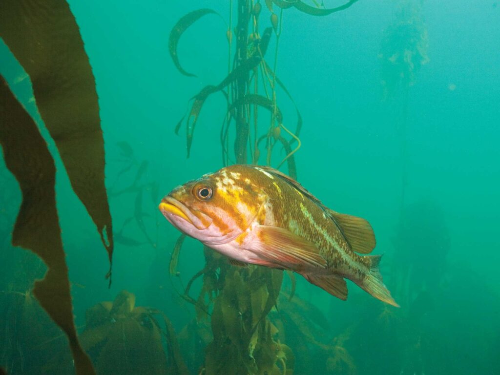 Copper rockfish swimming in kelp