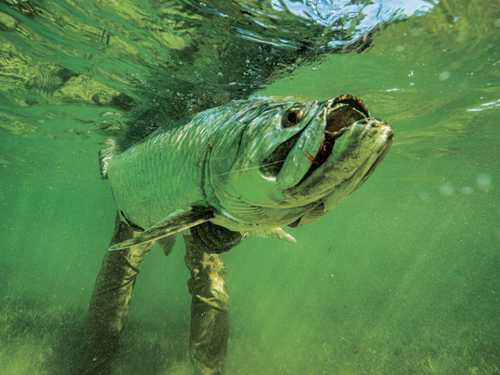 Tarpon caught in Texas