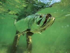 Tarpon caught in Texas